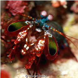 Mantis shrimp by Murat Dilici 